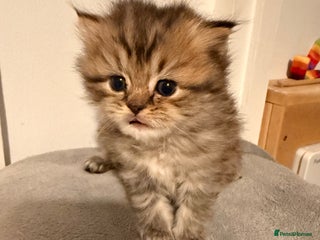 British Longhair cats Black shaded male boy - Advert 2