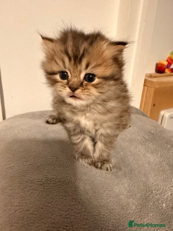 British Longhair cats Black shaded male boy - Advert 2