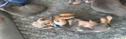 Dachshund dogs for sale: 9 amazing dapple dachshund puppys  - Advert 23