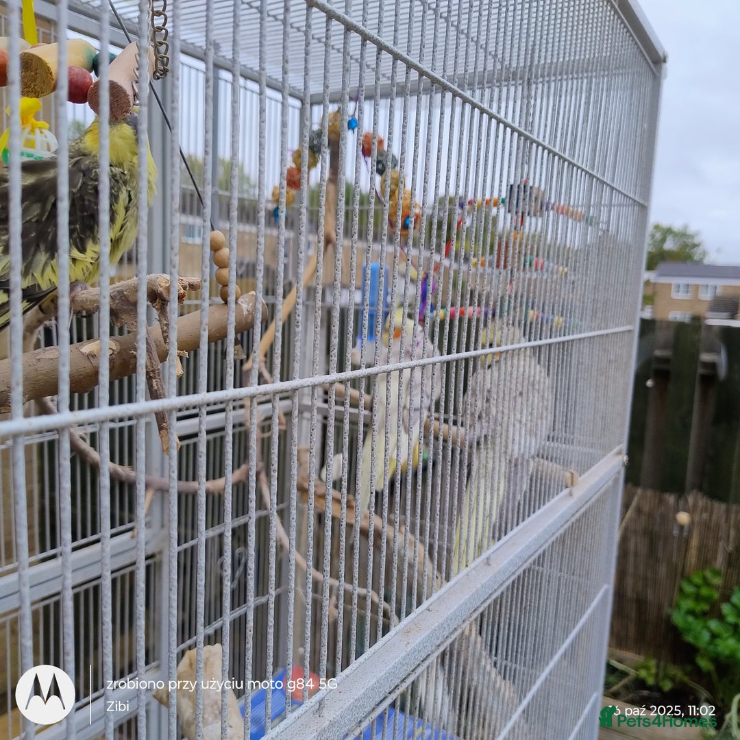 Cockatiels birds for sale: Cockatiels to a good home - Image 2