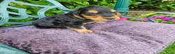 Cocker Spaniel dogs for sale: Cocker spaniel puppies - Advert 16