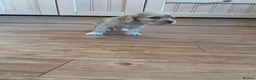 Cocker Spaniel dogs for sale: Beautiful working cocker spaniel puppies  - Advert 2