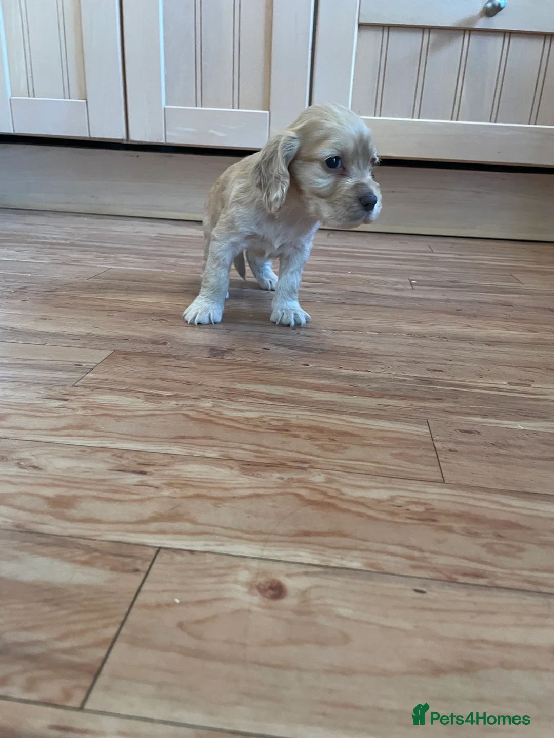 Cocker Spaniel dogs for sale: Beautiful working cocker spaniel puppies  - Advert 2