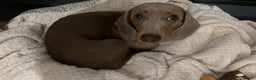 Miniature Dachshund dogs for sale: 9 month, KC registered miniature dachshund  - Advert 12