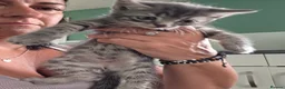 Mixed Breed cats for sale: Beautiful kittens all ready to leave just now  - Advert 2