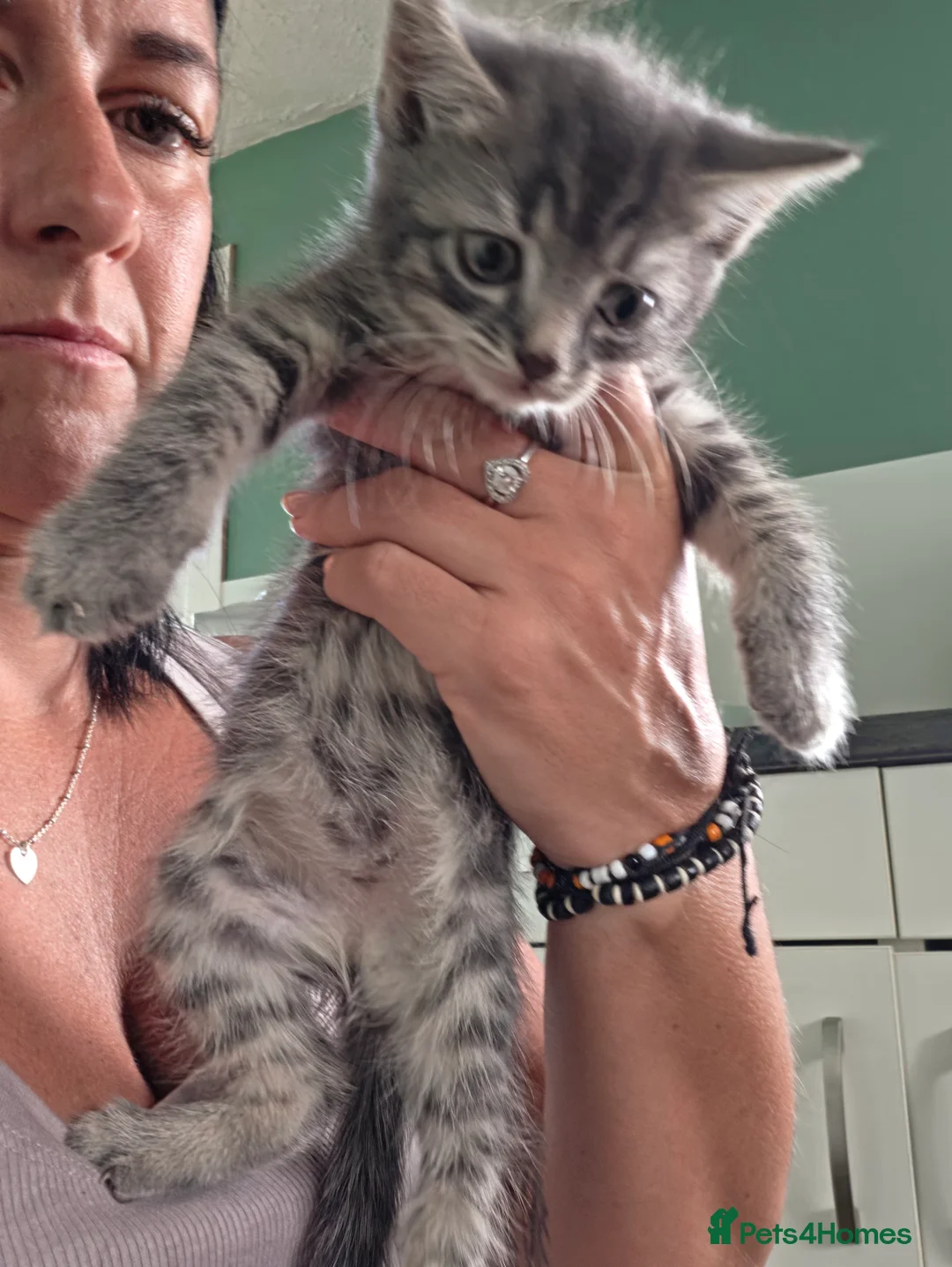 Mixed Breed cats for sale: Beautiful kittens all ready to leave just now  - Advert 2