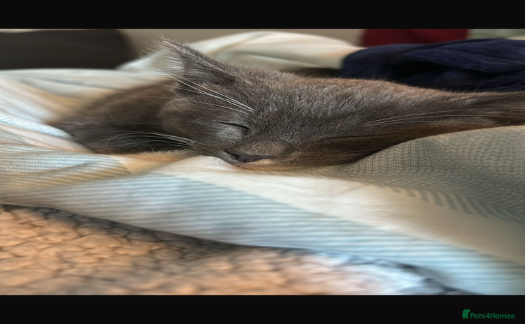 Mixed Breed cats - Advert 1