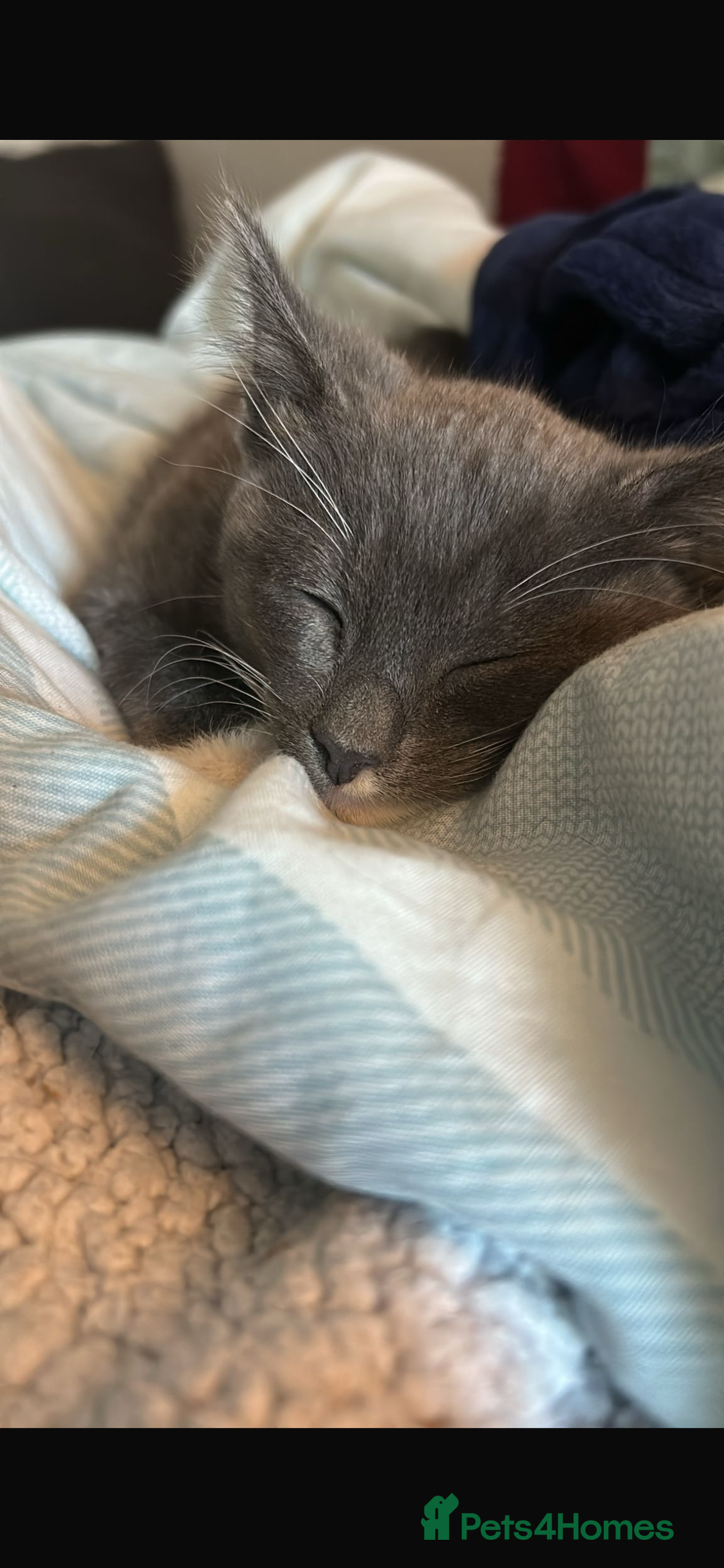 Mixed Breed cats for sale: Adorable kittens for sale  - Image 1
