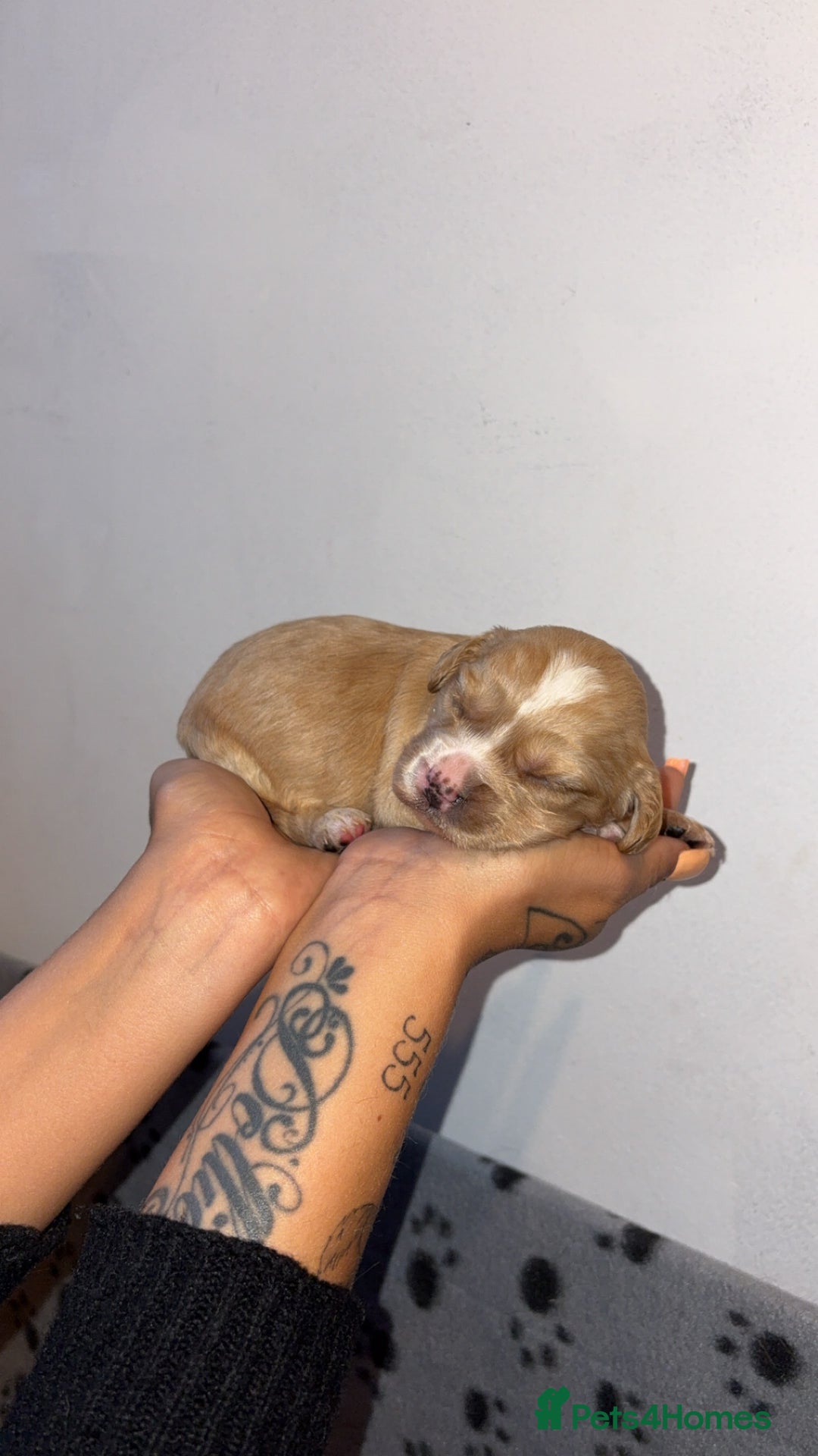 Sprocker dogs for sale: Beautiful Sprocker puppies - Image 8