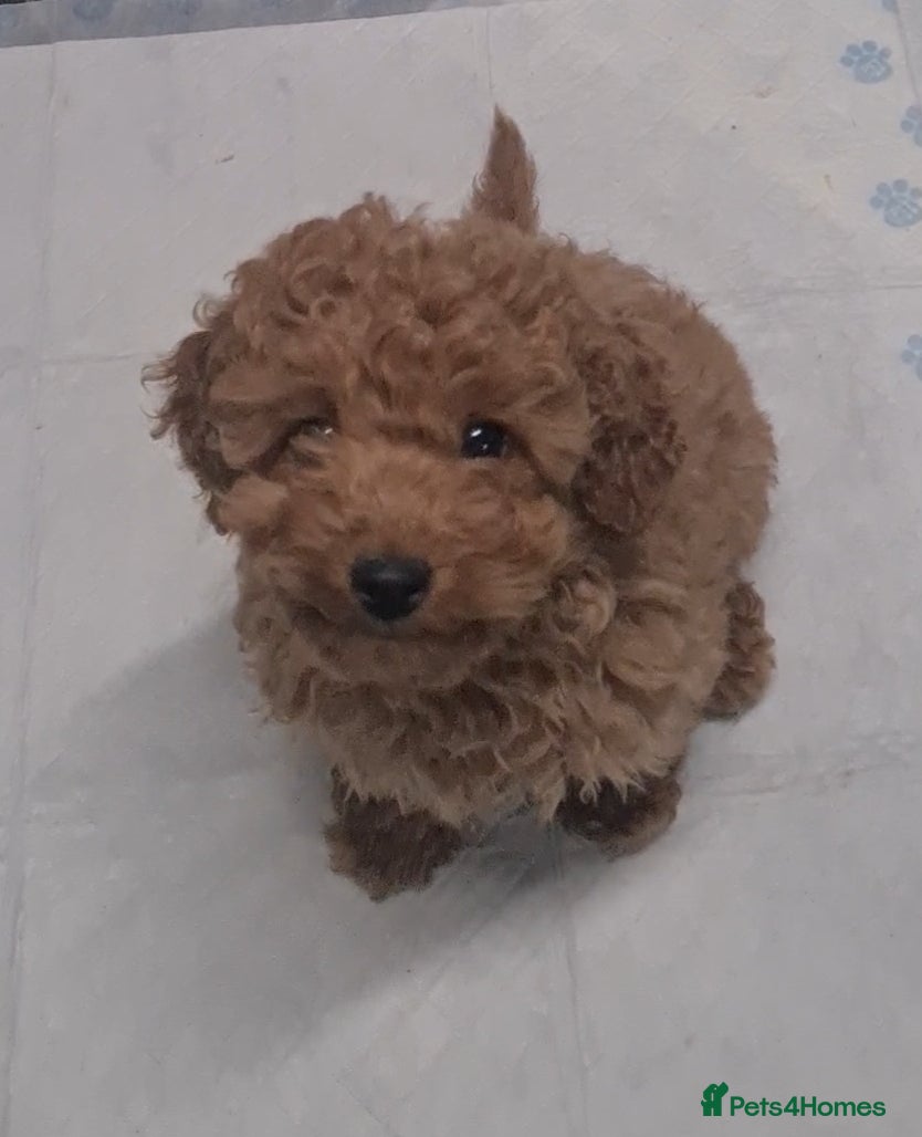 Cockapoo dogs Beautiful F1b Cockapoo Girls - Fully Vaccinated  - Advert 2