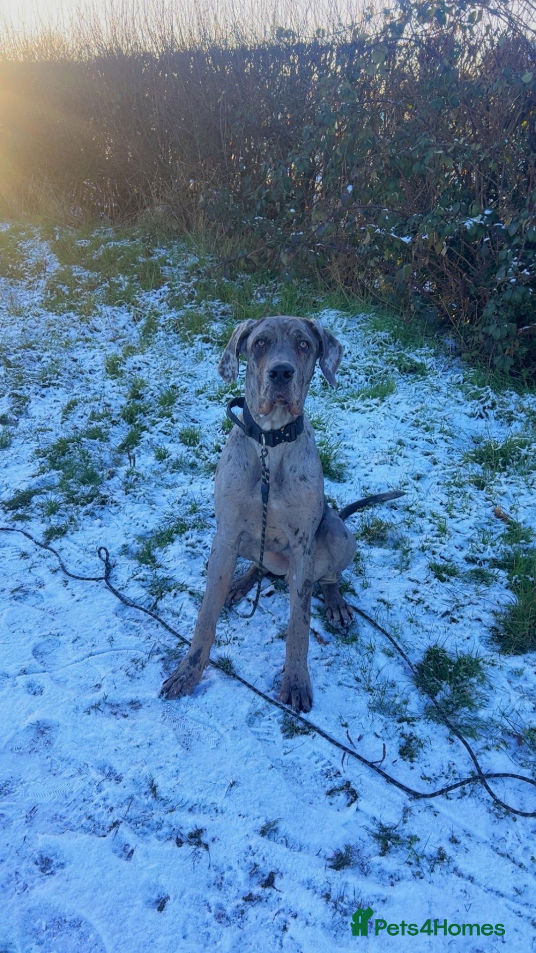Mixed Breed dogs for sale: Italian Daniff - Great Dane x cane corso - Advert 1