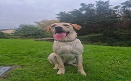 Labrador Retriever dogs for sale: 1 year old yellow labrador  - Advert 6