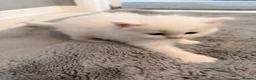 Persian cats for sale: White short hair Persian Kitten - Advert 3