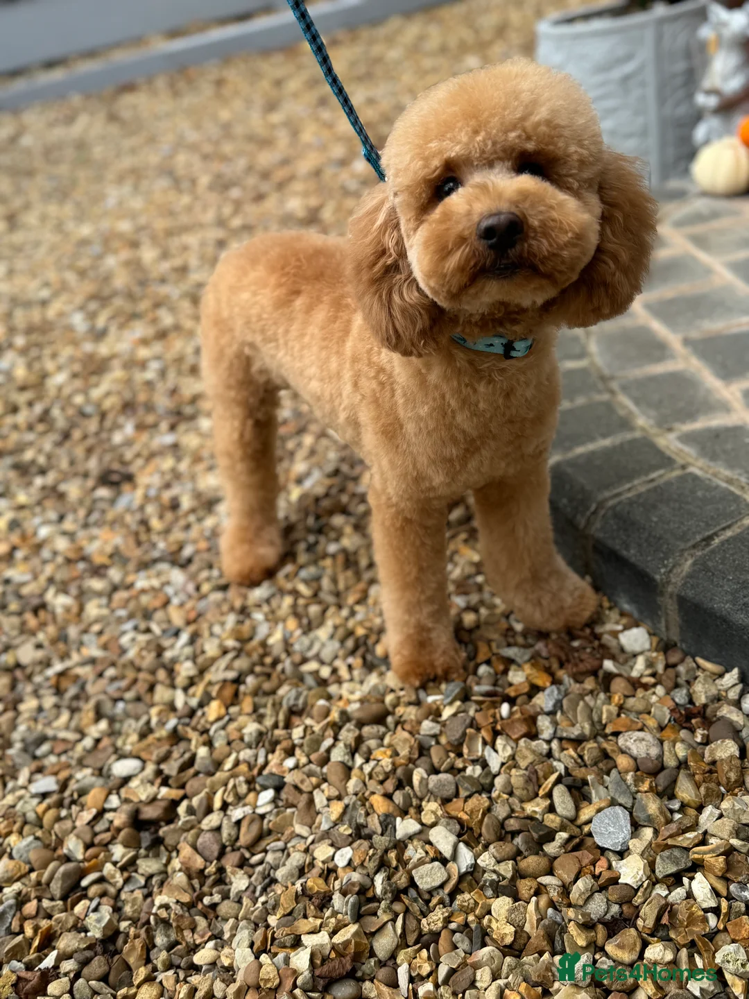 Miniature Poodle dogs for stud: 🇷🇺 Russian import kc reg poodle 🇷🇺  in Newcastle - Advert 19