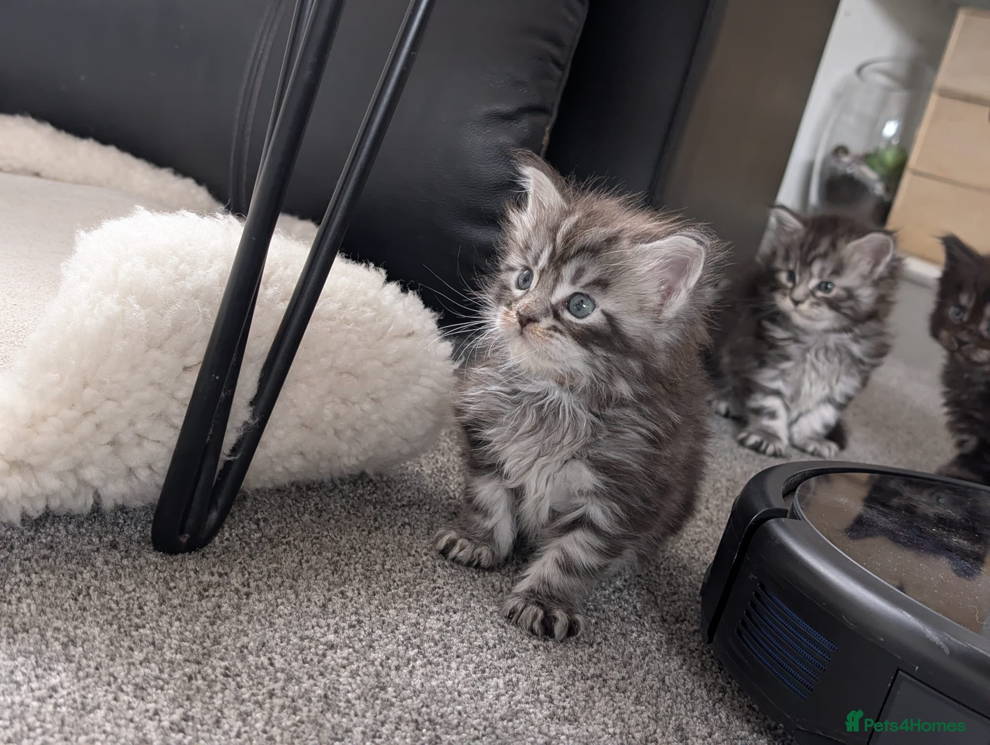Maine Coon cats for sale: Maine coon kittens  - Advert 19