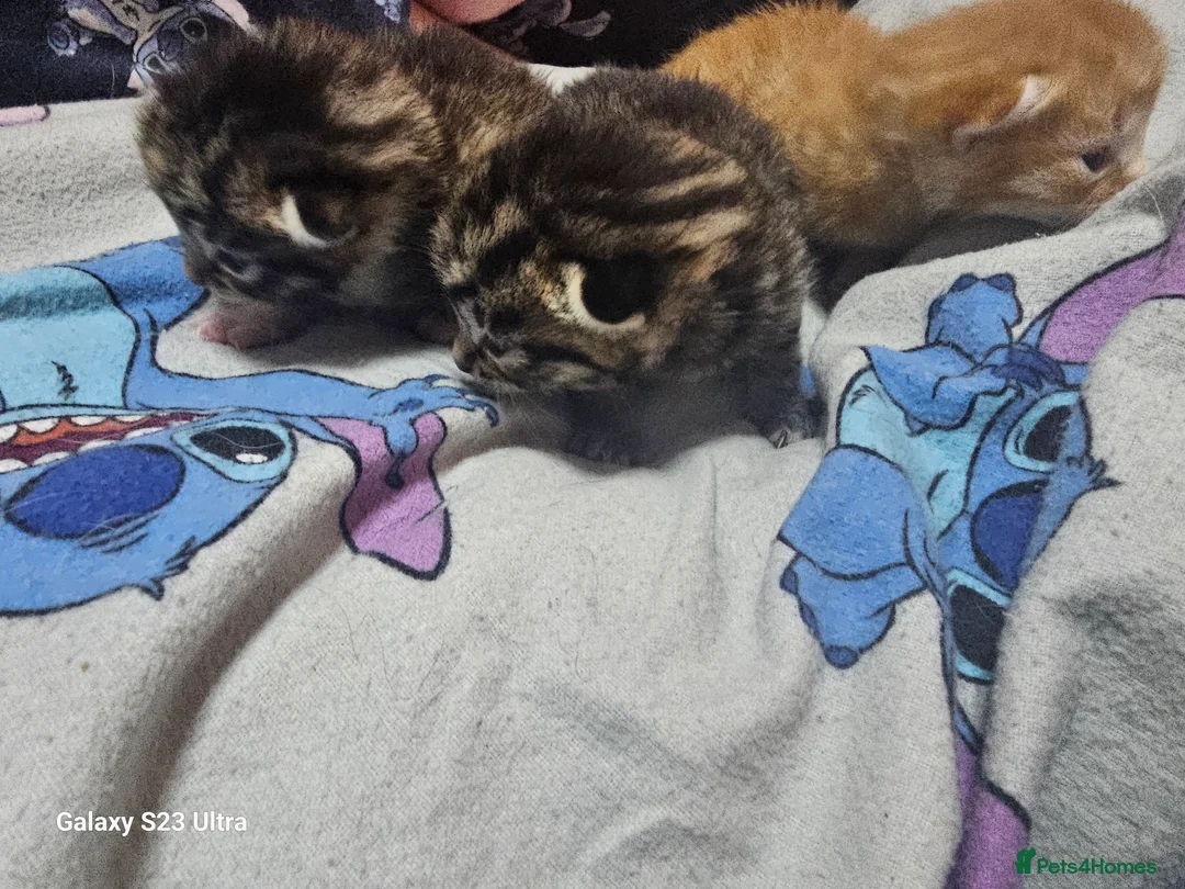 Mixed Breed cats for sale: 3 beautiful babies - Advert 2