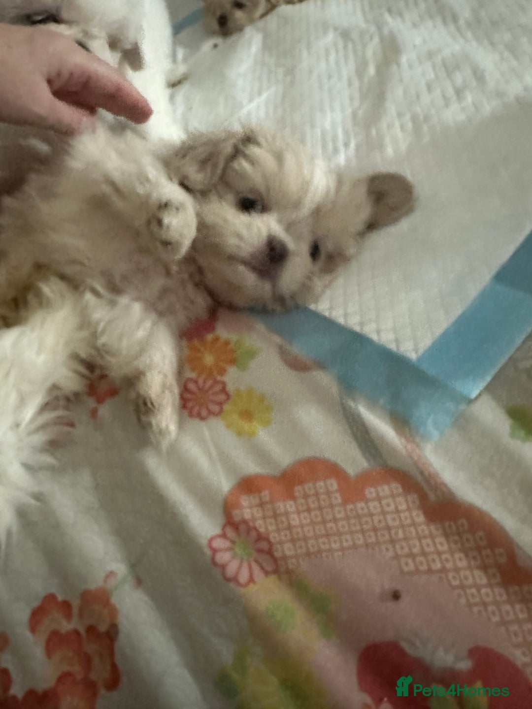 Shih Tzu dogs for sale: Lavender White Imperial Shih Tzu Puppies - Image 20