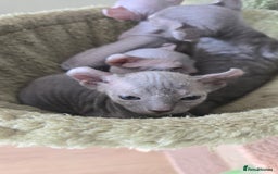 Sphynx cats for sale: Elf Sphynx Kittens  - Image 19