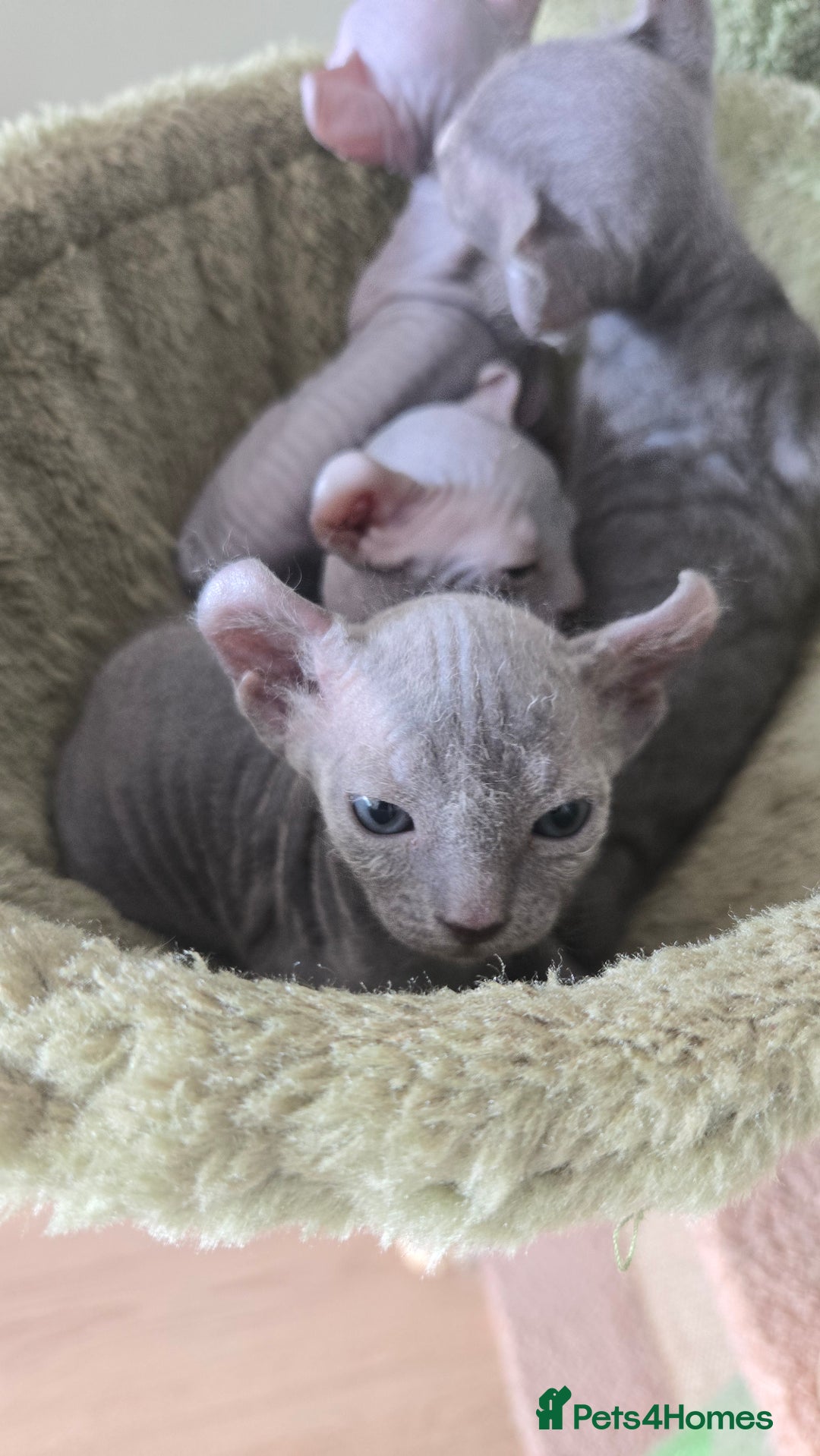Sphynx cats for sale: Elf Sphynx Kittens  - Image 19