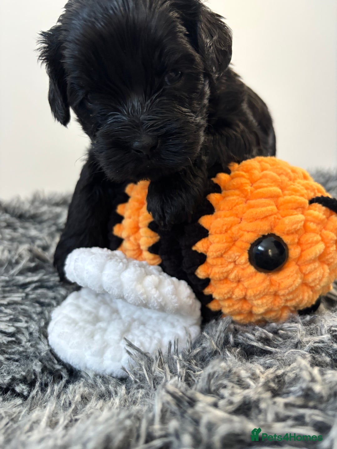 Mixed Breed dogs for sale: Beautiful Sproodle x Lhasa Apso Puppies - Advert 25