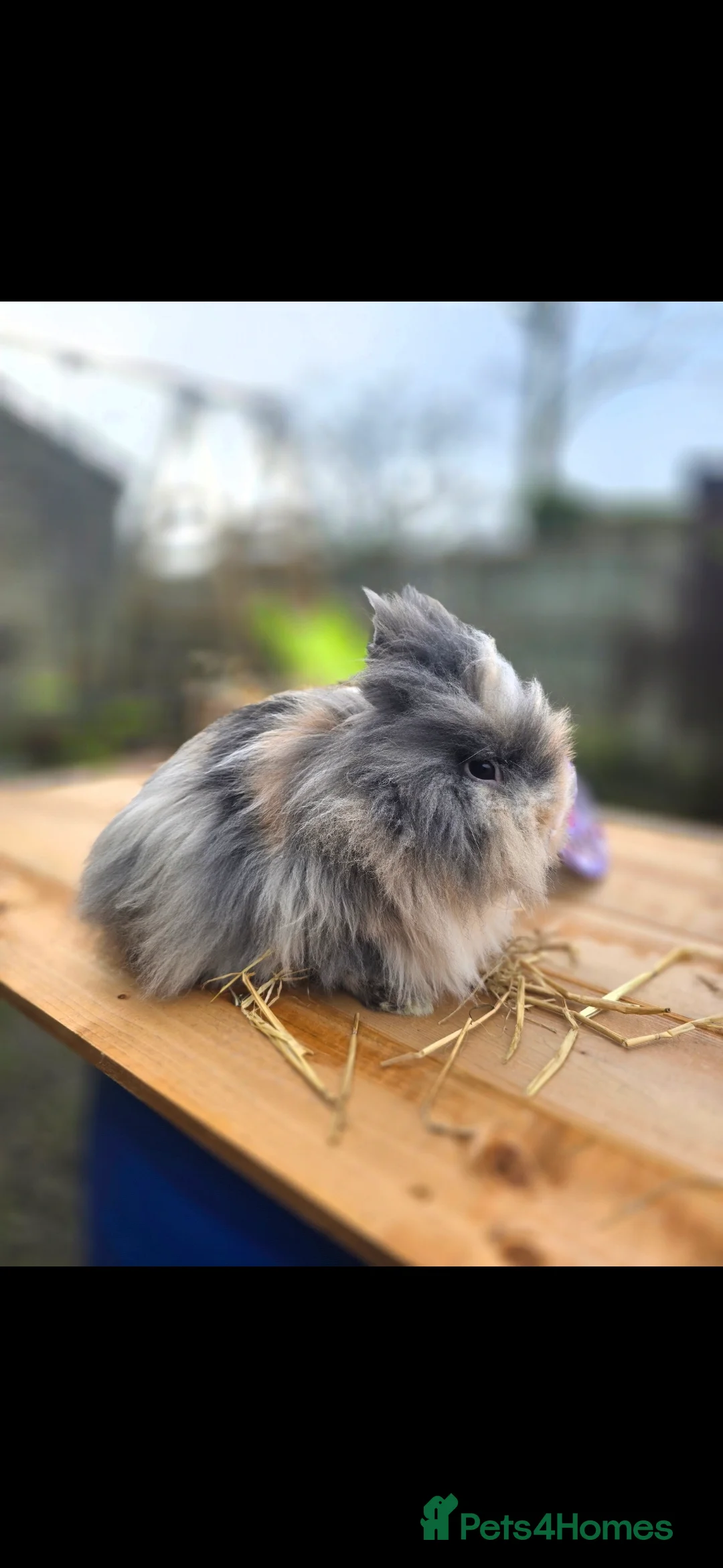 Lionhead rabbits for sale: Double Mained Lionheads Ready For Reserve  - Advert 9