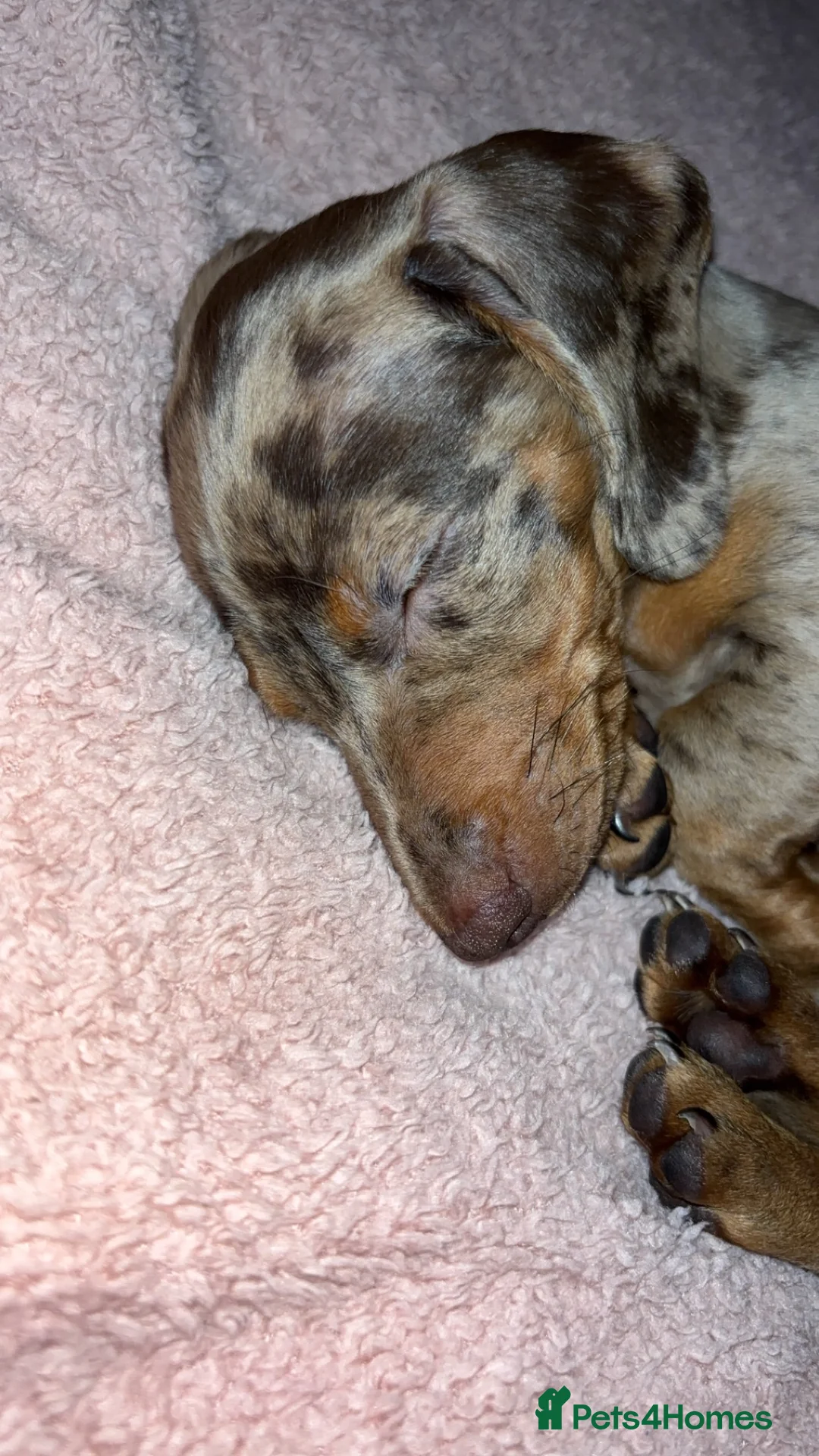 Miniature Dachshund dogs for sale: Beautiful mini dachshund girl  - Advert 3