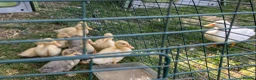 Ducks poultry for sale: Call ducklings  - Advert 2