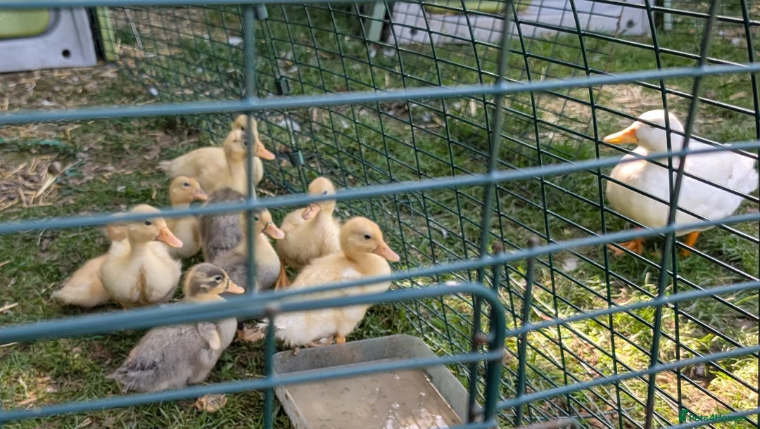 Ducks poultry for sale: Call ducklings  - Advert 2