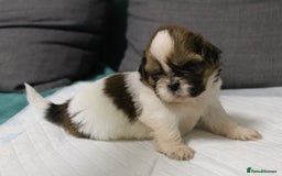 Shih Tzu dogs for sale: LOVELY SHIH TZU PUPPIES  - Image 11
