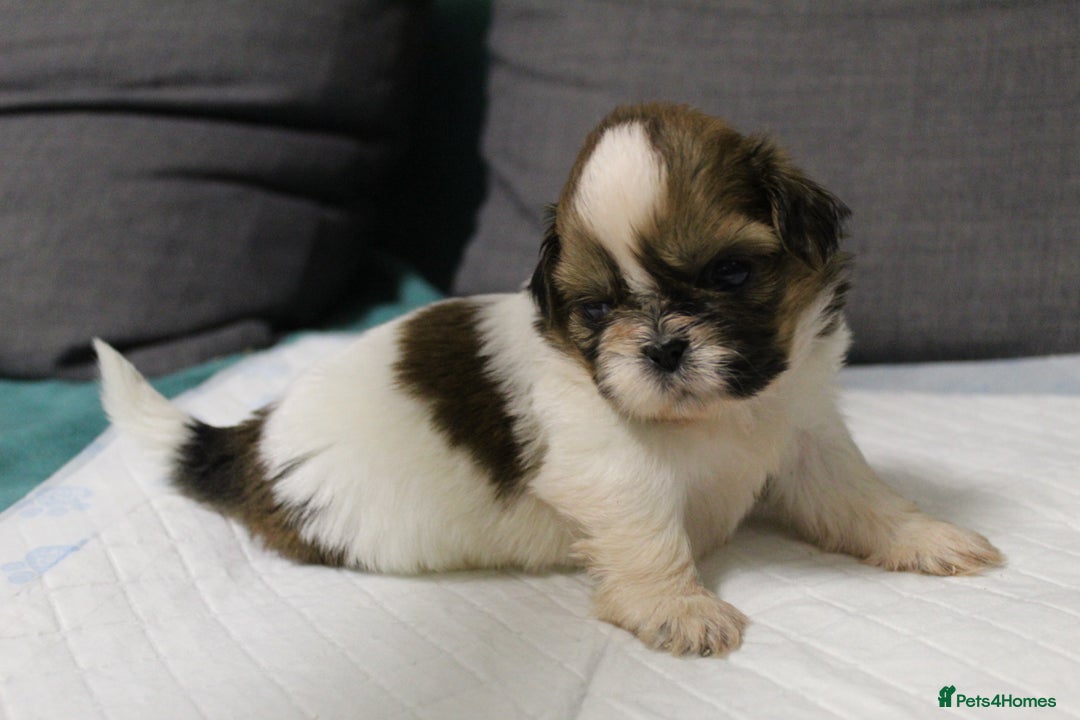 Shih Tzu dogs for sale: LOVELY SHIH TZU PUPPIES  - Image 11
