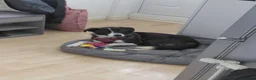 Mixed Breed dogs for adoption: Jazz for adoption in Leigh-on-Sea - Advert 9
