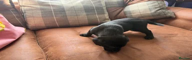 Labrador Retriever 4