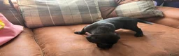 Labrador Retriever dogs for sale: 8 Black Labrador Pups - Advert 7
