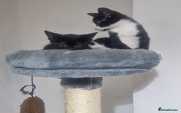 Domestic Shorthair cats for sale: Kittens - Image 7