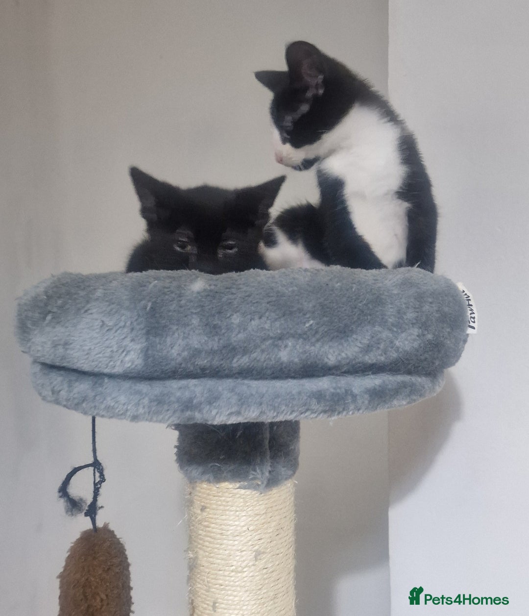 Domestic Shorthair cats for sale: Kittens - Image 7