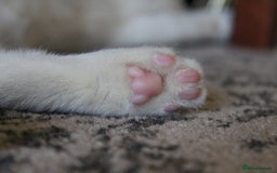British Shorthair cats for sale: 2 Bundles of Joy!! Ready now!! - Image 14