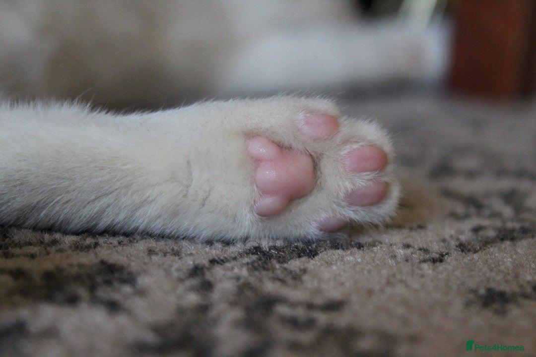 British Shorthair cats for sale: 2 Bundles of Joy!! Ready now!! - Image 14