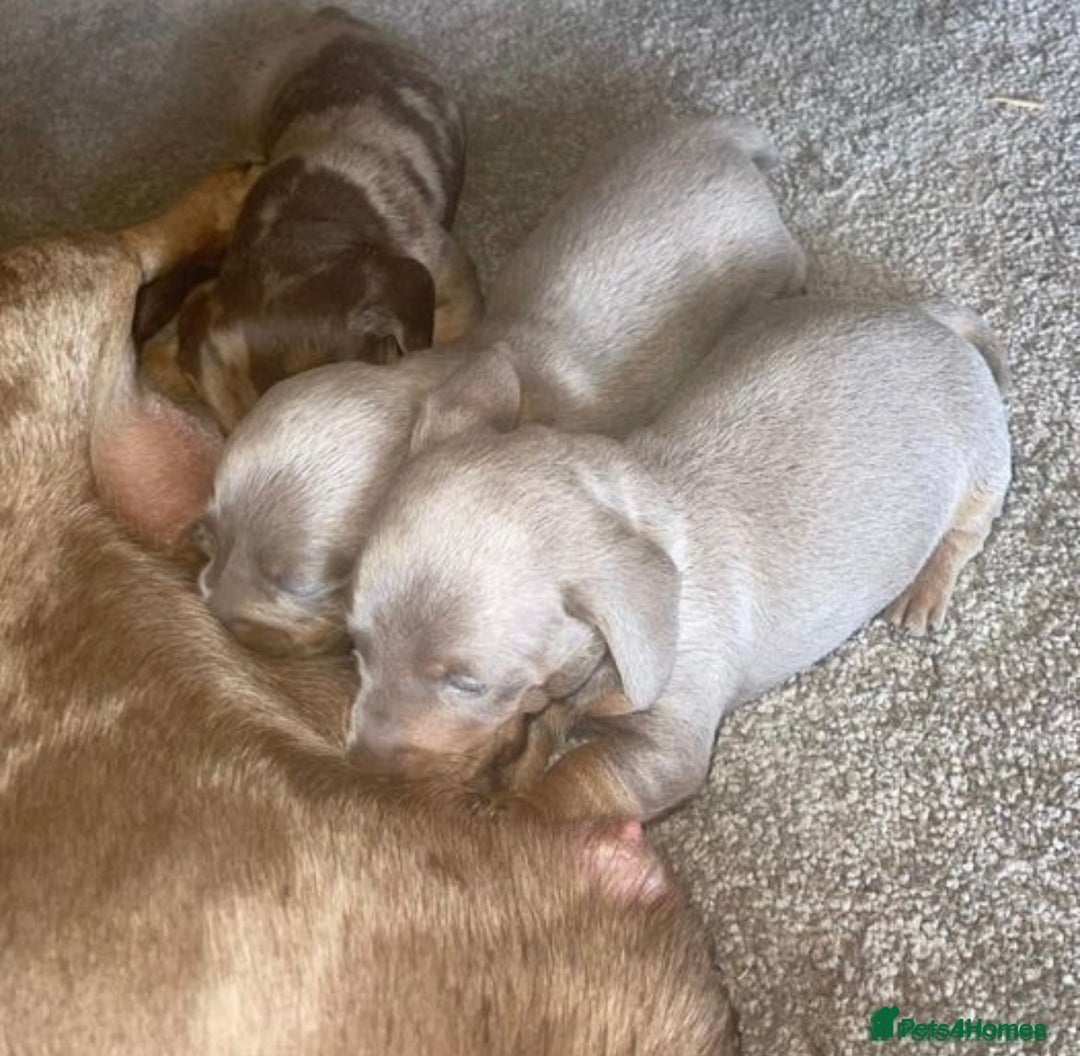 Miniature Dachshund dogs for stud: Experienced Choc & Tan Mini - KC Reg & DNA CLEAR in Romford - Advert 16
