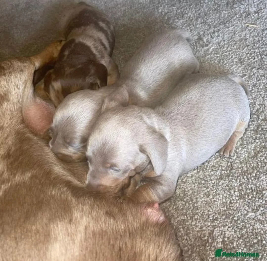 Miniature Dachshund dogs for stud: Experienced Choc & Tan Mini - KC Reg & DNA CLEAR in Romford - Advert 16