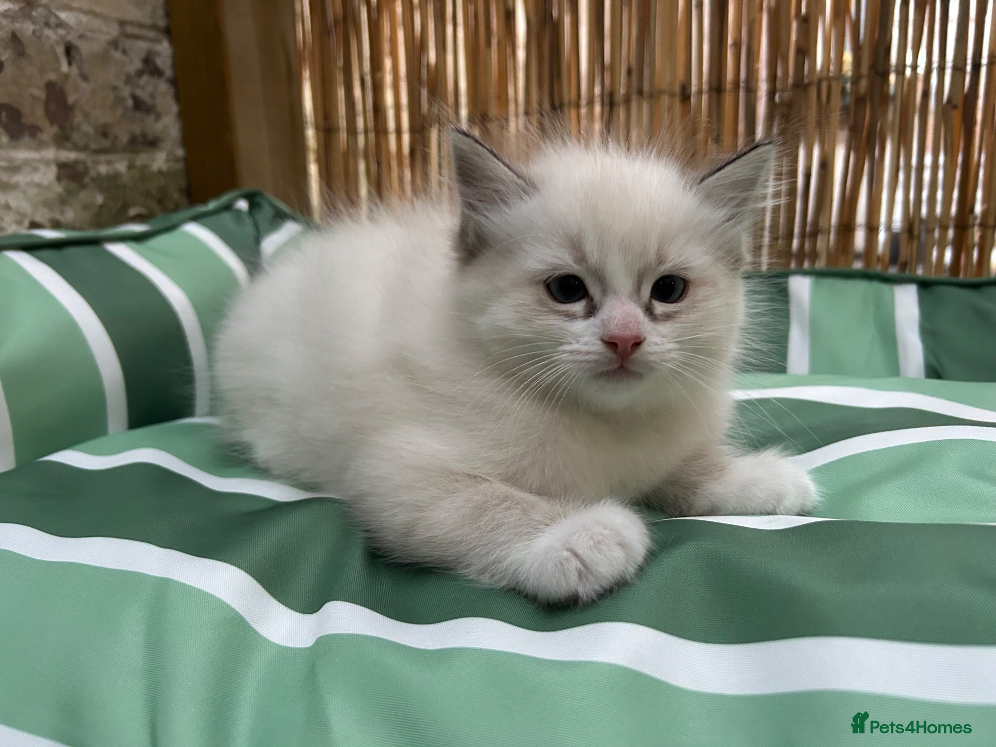 Ragdoll cats 🐾 Pure Ragdoll Kittens 🐾 - Advert 2