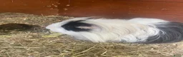 Guinea Pig rodents for sale: Bonded male guinea pigs  in Bridgwater - Advert 4