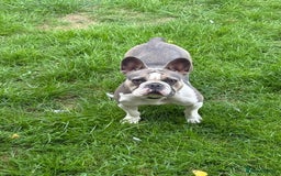 French Bulldog dogs for sale: French bulldog - Image 2