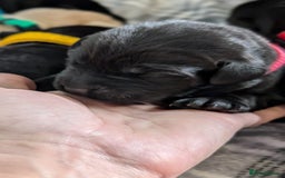 Labrador Retriever dogs for sale: Stunning labrador puppies from good working lines - Advert 32