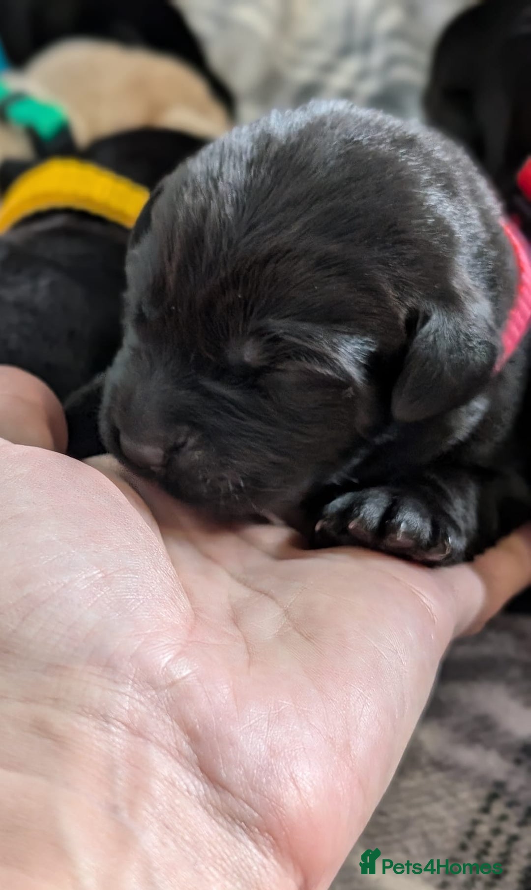 Labrador Retriever dogs for sale: Stunning labrador puppies from good working lines - Advert 32