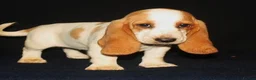 Basset Hound dogs for sale: Basset Hound puppies for sale - Advert 3