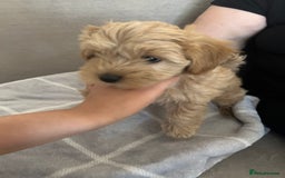 Maltipoo dogs for sale:  multipoo - Image 14