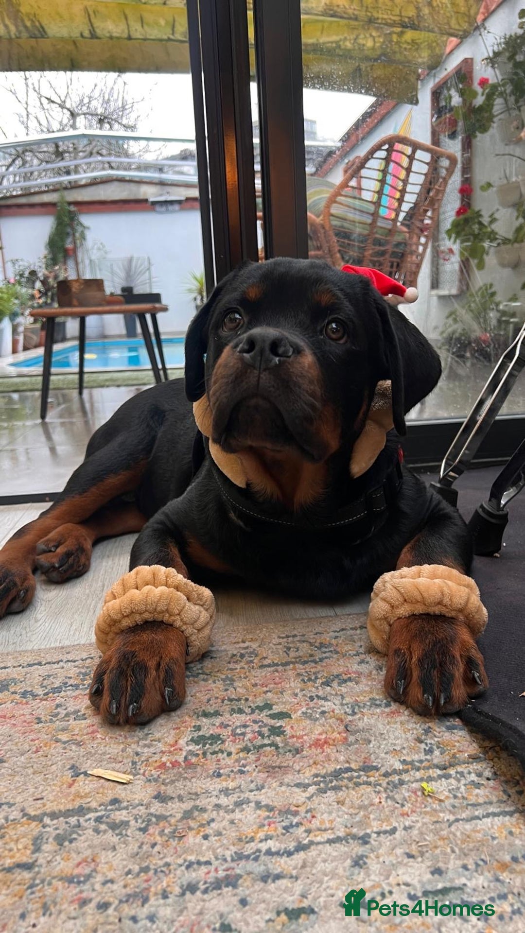Rottweiler dogs for sale: 5 Generation Pedigree KC Pure Rottweiler - Advert 1
