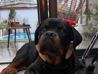 Rottweiler dogs 5 Generation Pedigree KC Pure Rottweiler - Advert 2