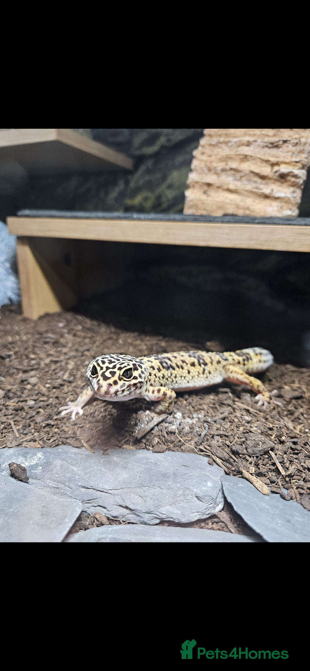 Gecko reptiles for sale: Leopard Gecko and Full enclosure ‼️ - Advert 7