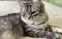 Ragdoll cats for sale: Adorable Ragdoll x Chinchilla Tabby - Image 23